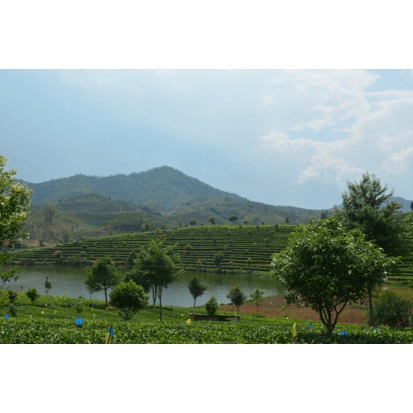 Sonnentor Tè Verde Biologico 100g